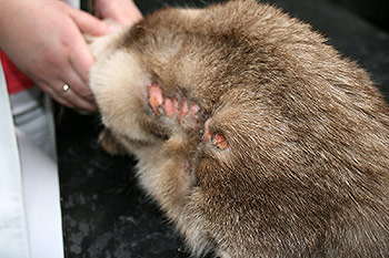 Sügeluse (lakkumise) tagajärjel tekkinud nahakahjustus kassil. Foto: Maarja Uri ©