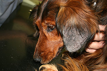 Sügelislesttõbi koeral. Foto: Maarja Uri ©