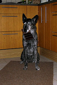 Viljandi Männimäe Loomakliinik - koer shokolaadiga